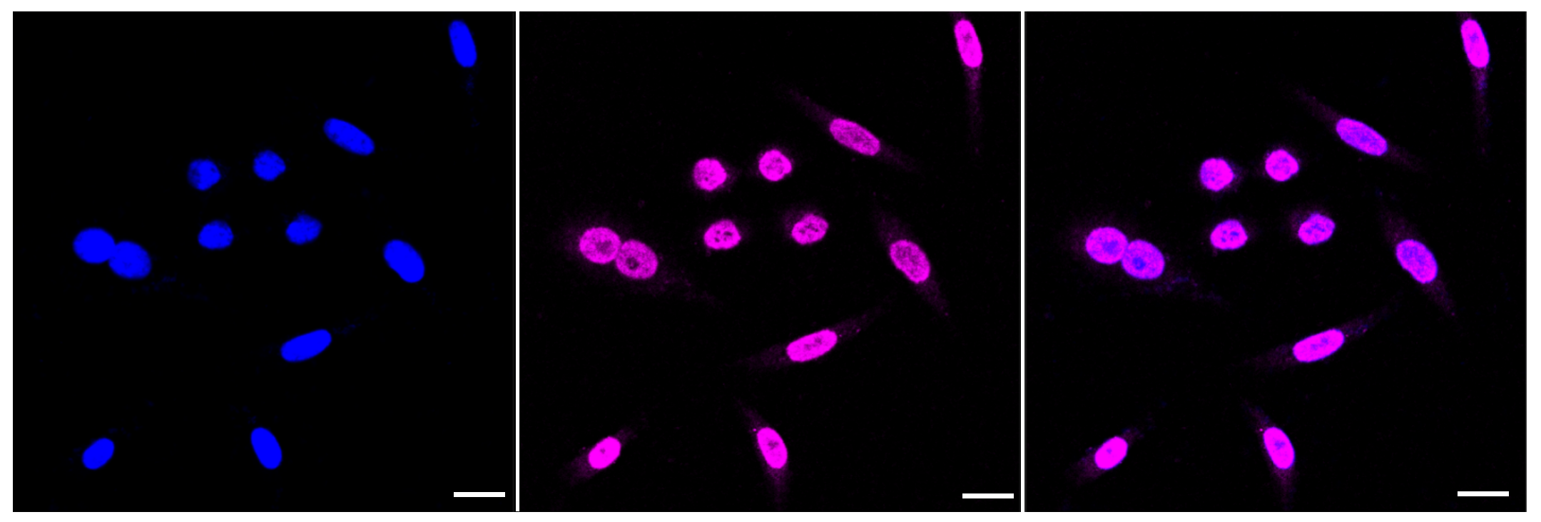 [KD Validated] Anti-ALPI Rabbit mAb [58G23B97]
