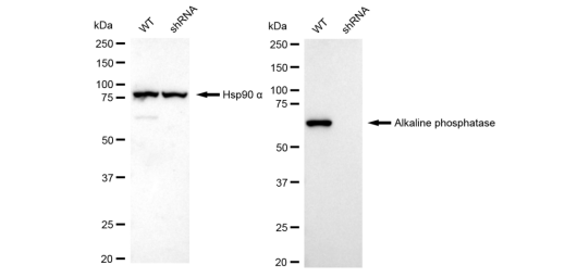 [KD Validated] Anti-ALPI Rabbit mAb [58G23B97]