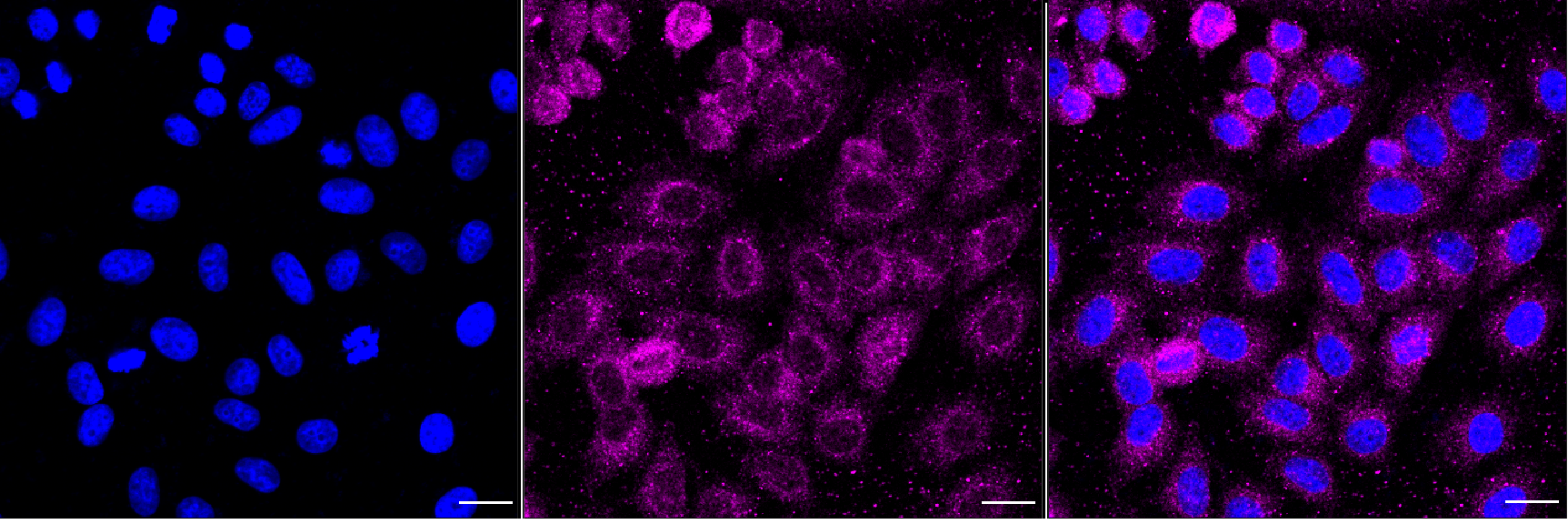 [KD Validated] Anti-IRAK1 Rabbit mAb [68Q56K56]