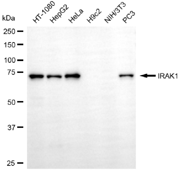 [KD Validated] Anti-IRAK1 Rabbit mAb [68Q56K56]