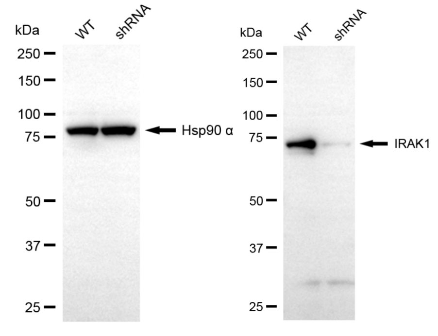 [KD Validated] Anti-IRAK1 Rabbit mAb [68Q56K56]