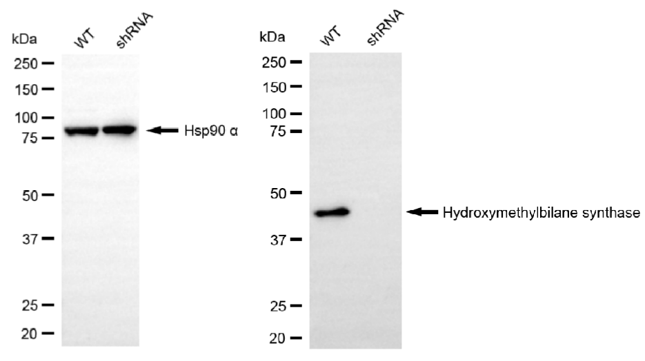[KD Validated] Anti-HMBS Rabbit mAb [88E83J07]
