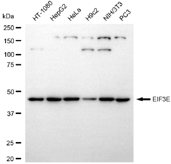 [KD Validated] Anti-EIF3E Rabbit mAb [22A25T73]