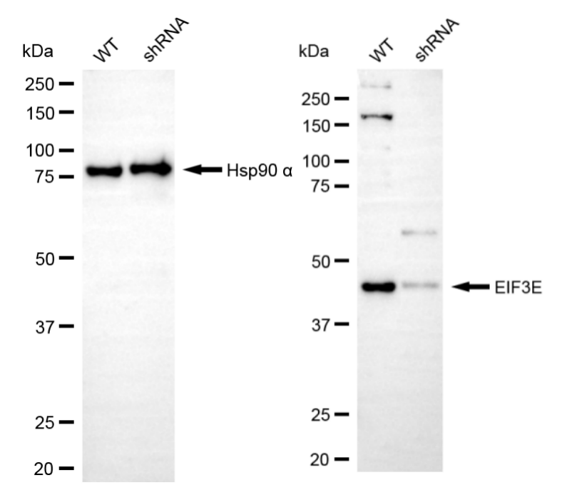 [KD Validated] Anti-EIF3E Rabbit mAb [22A25T73]