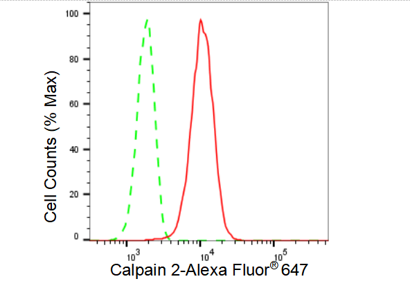 [KD Validated] Anti-CAPN2 Rabbit mAb [10K43C12]
