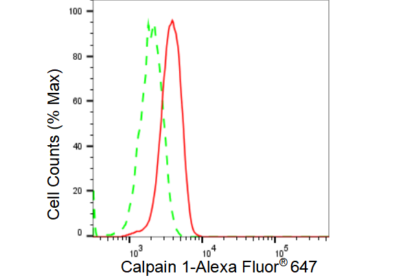 [KD Validated] Anti-CAPN1 Rabbit mAb [60A96B60]