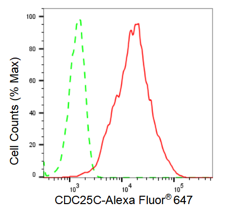 [KD Validated] Anti-CDC25C Rabbit mAb [64E93D38]