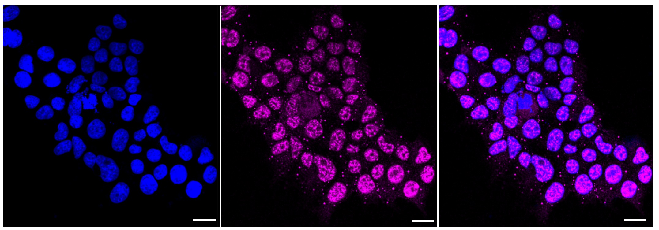 [KD Validated] Anti-CDC25C Rabbit mAb [64E93D38]