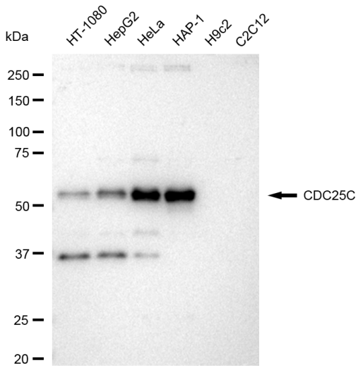 [KD Validated] Anti-CDC25C Rabbit mAb [64E93D38]