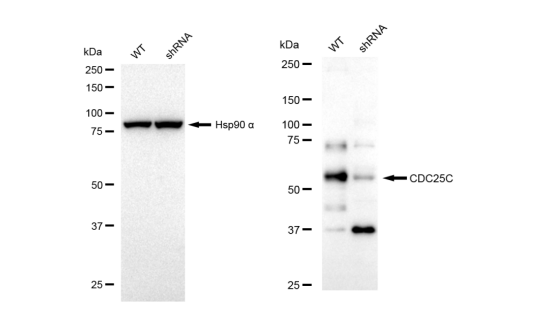 [KD Validated] Anti-CDC25C Rabbit mAb [64E93D38]