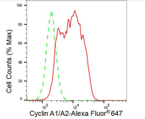 [KD Validated] Anti-CCNA1/2 Rabbit mAb [95K70G42]