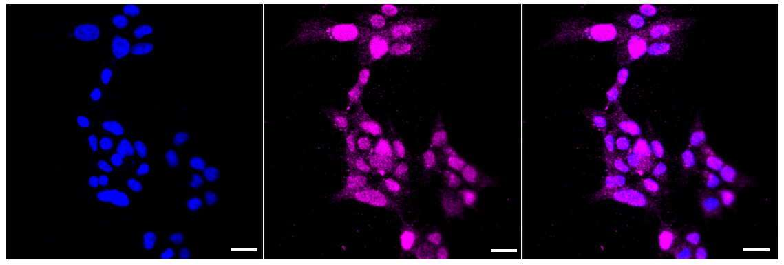[KD Validated] Anti-CCNA1/2 Rabbit mAb [95K70G42]
