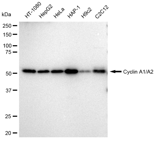 [KD Validated] Anti-CCNA1/2 Rabbit mAb [95K70G42]