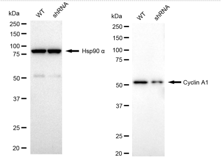 [KD Validated] Anti-CCNA1/2 Rabbit mAb [95K70G42]