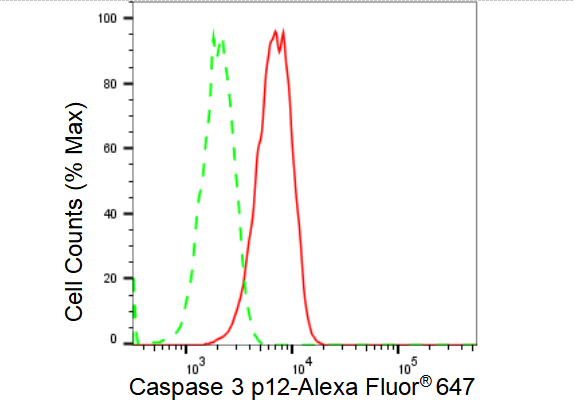 [KD Validated] Anti-CASP3 Rabbit mAb [35A60K09]