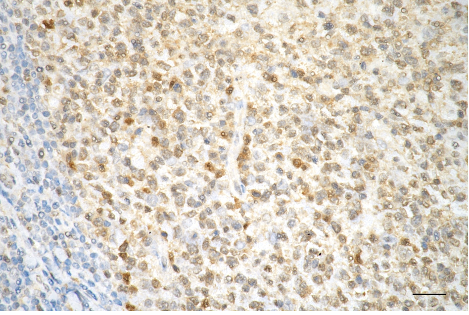 [KD Validated] Anti-CASP3 Rabbit mAb [35A60K09]