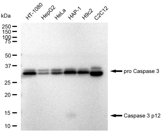 [KD Validated] Anti-CASP3 Rabbit mAb [35A60K09]