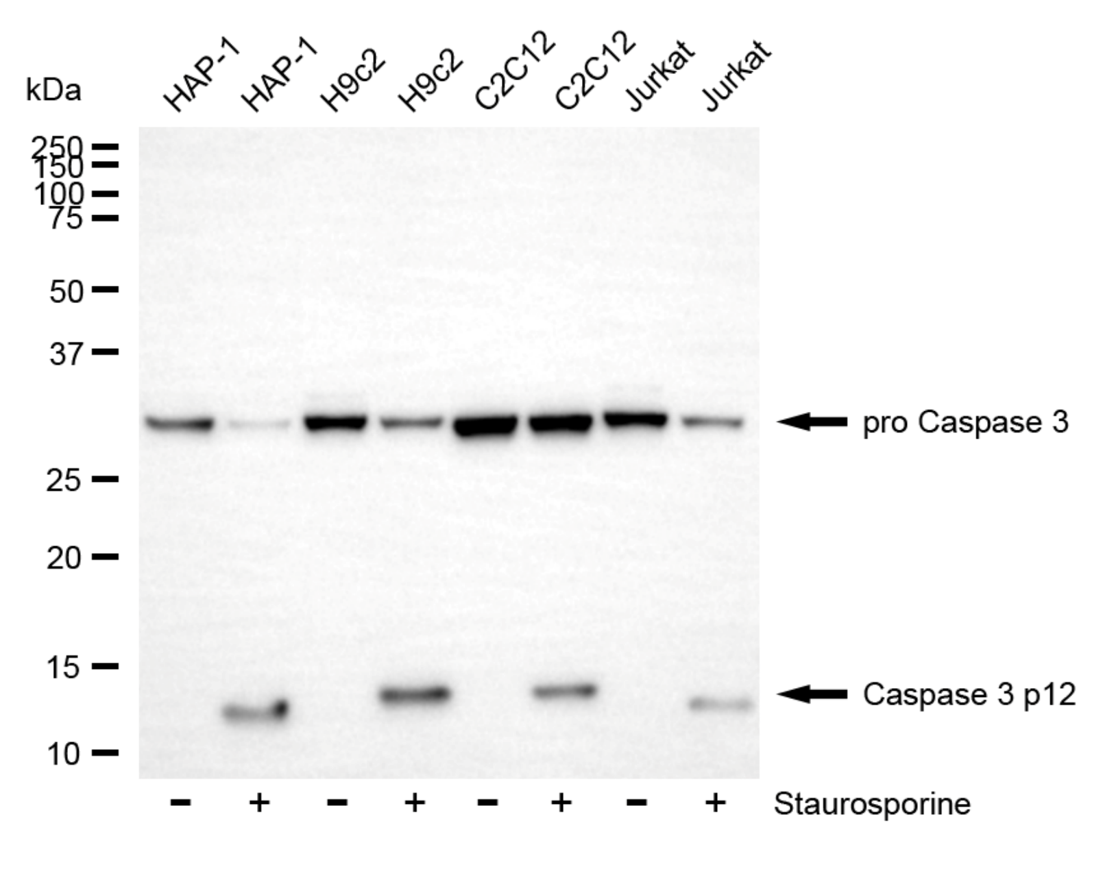 [KD Validated] Anti-CASP3 Rabbit mAb [35A60K09]