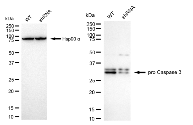 [KD Validated] Anti-CASP3 Rabbit mAb [35A60K09]