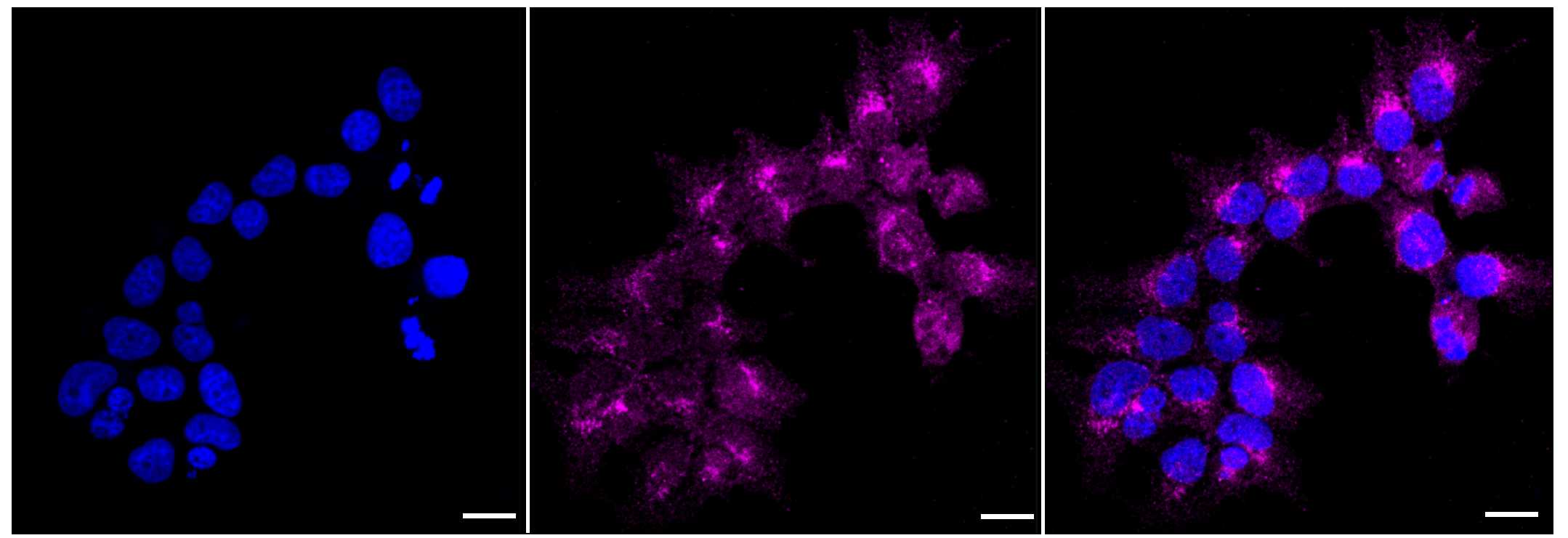 [KD Validated] Anti-ATG9A Rabbit mAb [66N10B31]