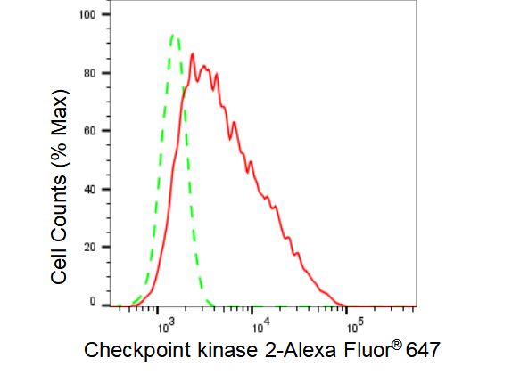 [KD Validated] Anti-CHEK2 Rabbit mAb [31B27N90]