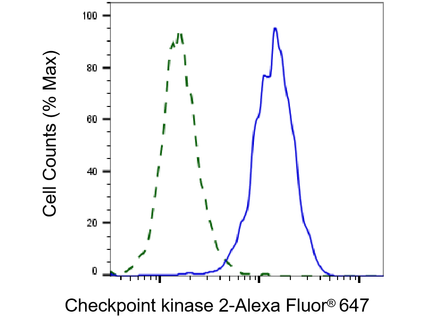 [KD Validated] Anti-CHEK2 Rabbit mAb [31B27N90]