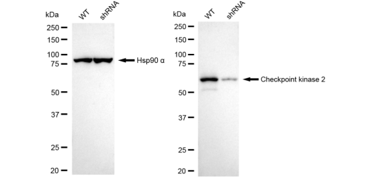 [KD Validated] Anti-CHEK2 Rabbit mAb [31B27N90]