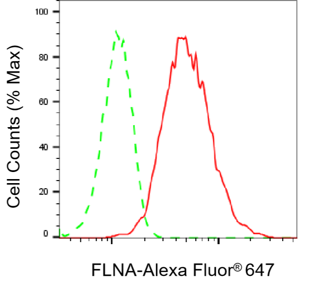 [KD Validated] Anti-FLNA Rabbit mAb [36P28A28]