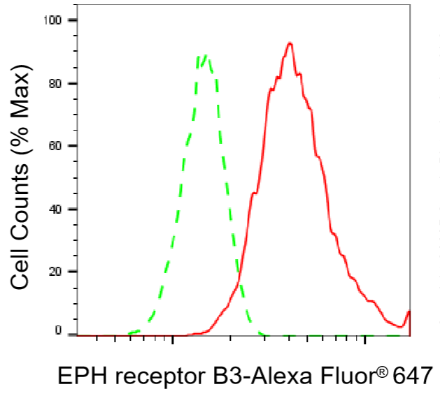 [KD Validated] Anti-EPHB3 Rabbit mAb [82S92C06]