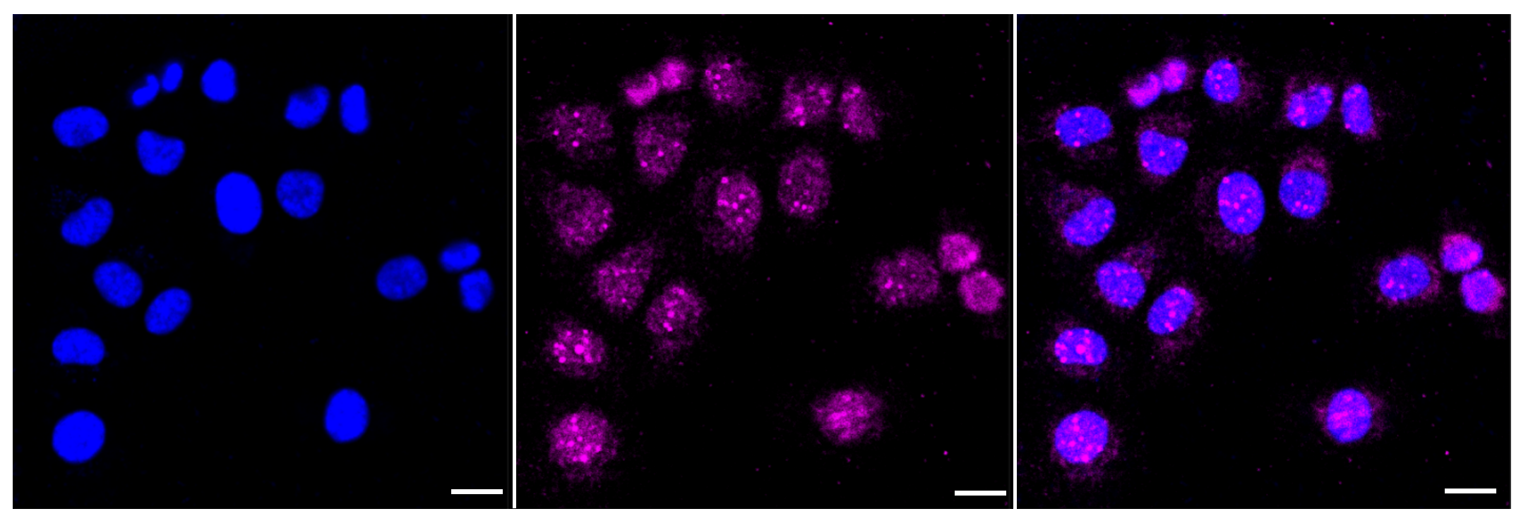 [KD Validated] Anti-BCL2L1 Rabbit mAb [86N68E65]