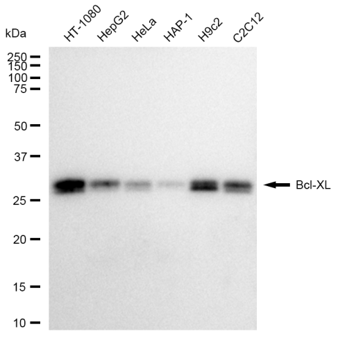 [KD Validated] Anti-BCL2L1 Rabbit mAb [86N68E65]