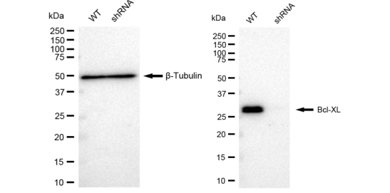 [KD Validated] Anti-BCL2L1 Rabbit mAb [86N68E65]