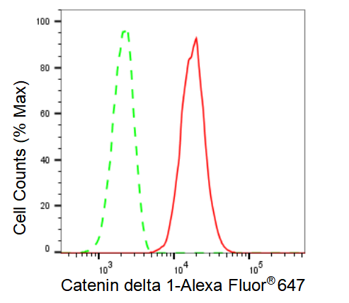 [KD Validated] Anti-CTNND1 Rabbit mAb [49L78T22]