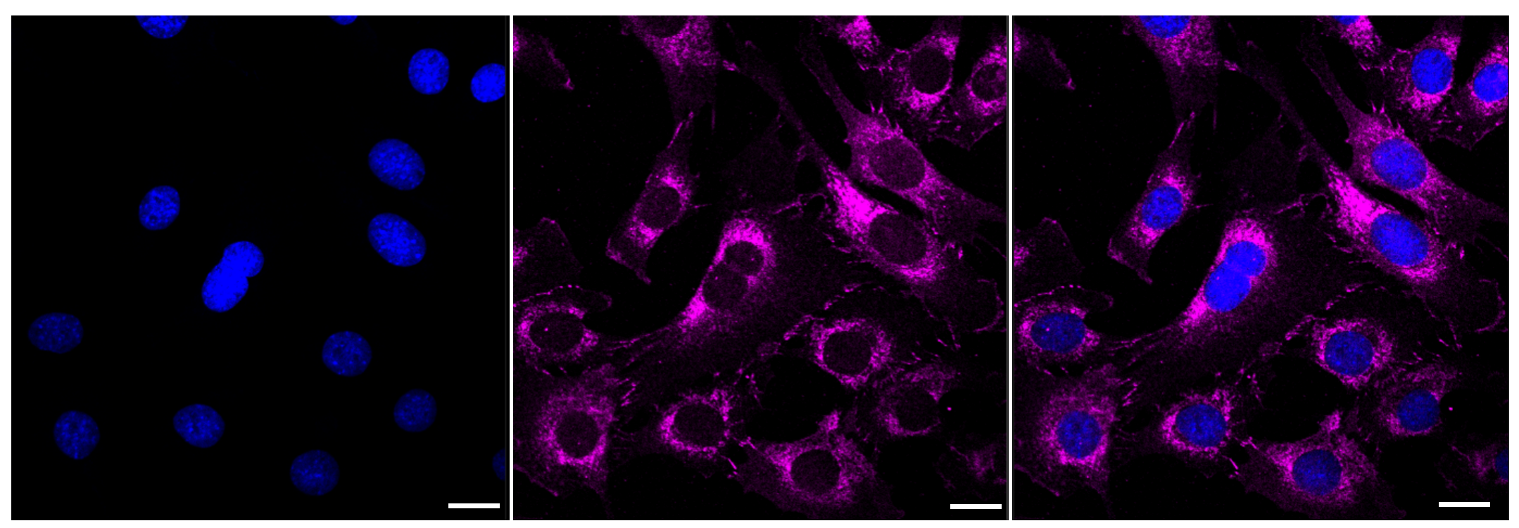 [KD Validated] Anti-CTNND1 Rabbit mAb [49L78T22]