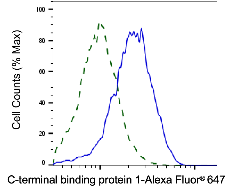 [KD Validated] Anti-CTBP1 Rabbit mAb [24E95G14]