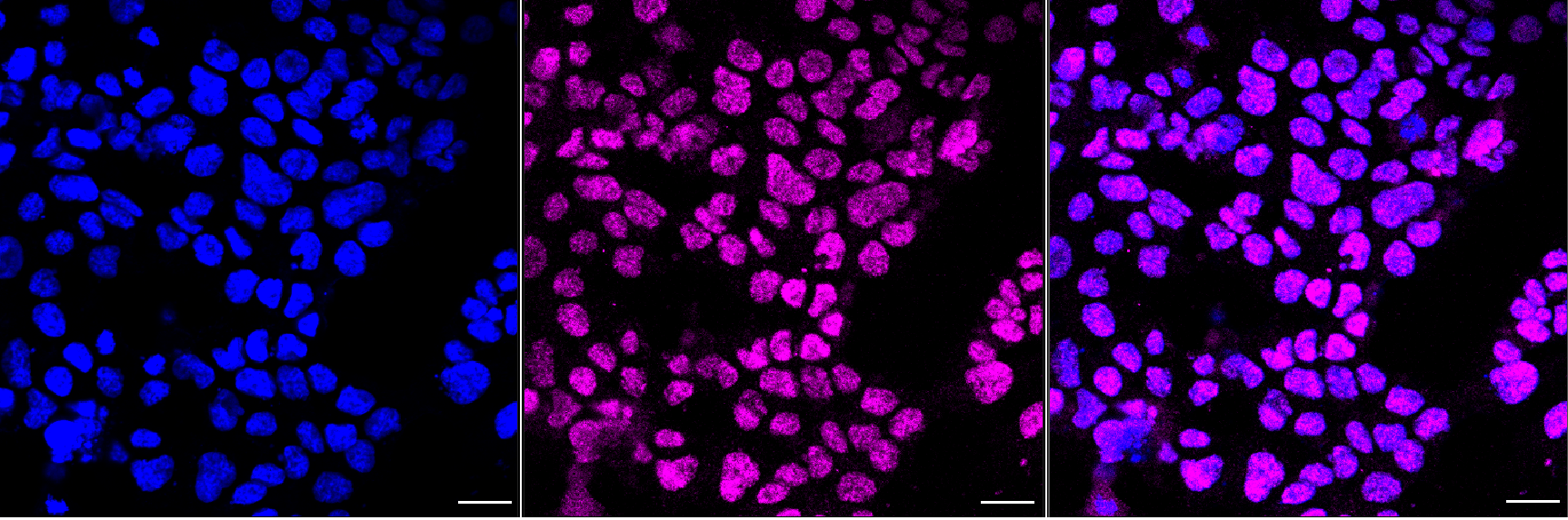 [KD Validated] Anti-CTBP1 Rabbit mAb [24E95G14]