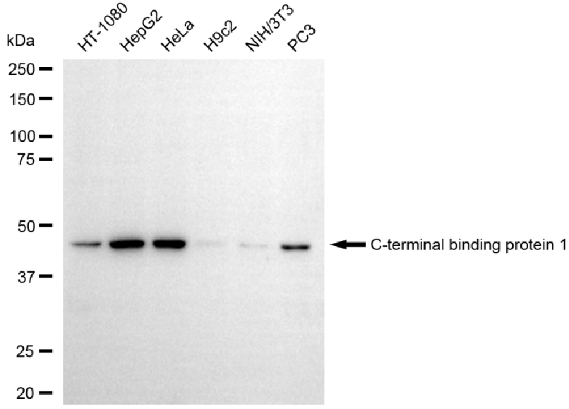 [KD Validated] Anti-CTBP1 Rabbit mAb [24E95G14]