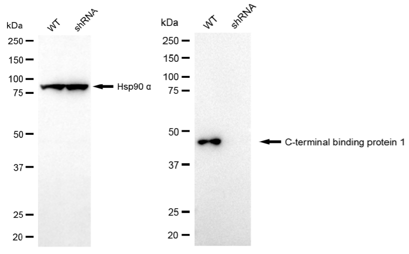 [KD Validated] Anti-CTBP1 Rabbit mAb [24E95G14]