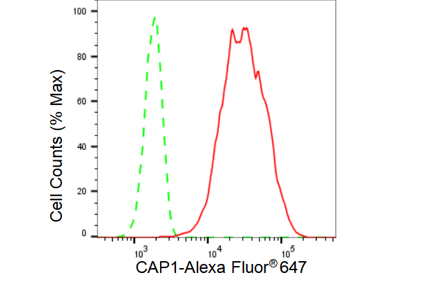 [KD Validated] Anti-CAP1 Rabbit mAb [11A51C24]