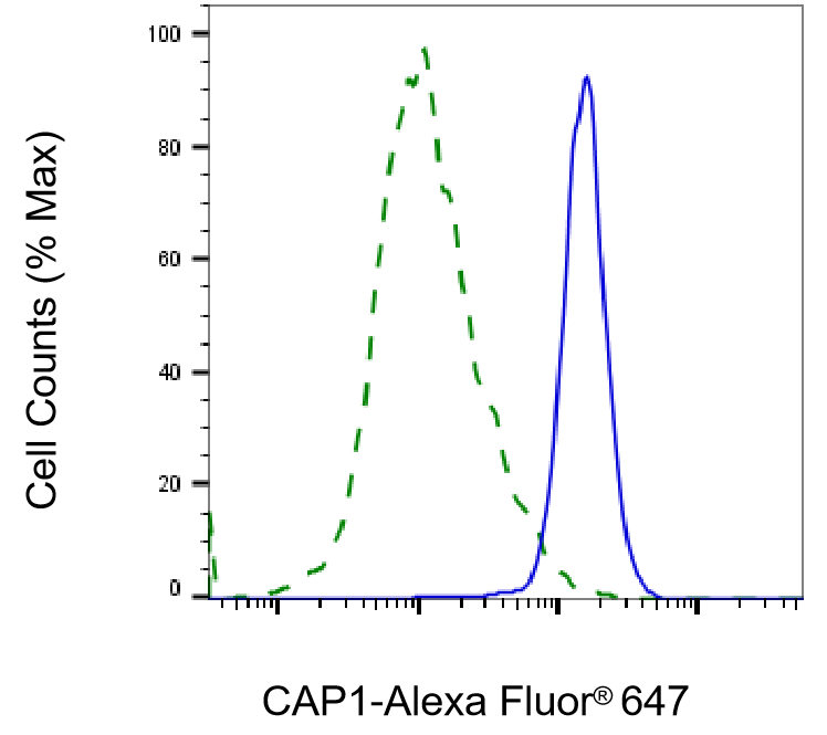 [KD Validated] Anti-CAP1 Rabbit mAb [11A51C24]