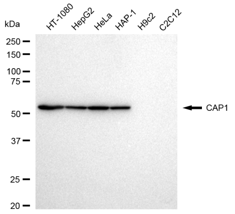 [KD Validated] Anti-CAP1 Rabbit mAb [11A51C24]