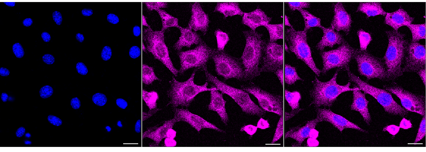 [KD Validated] Anti-ACACA Rabbit mAb [61D03B02]