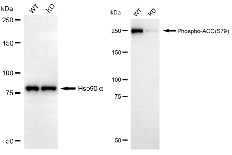 [KD Validated] Anti-ACACA Rabbit mAb [61D03B02]