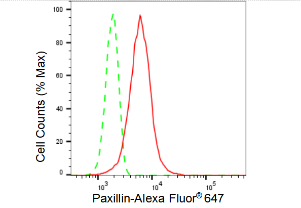[KD Validated] Anti-PXN Rabbit mAb [89F34C75]