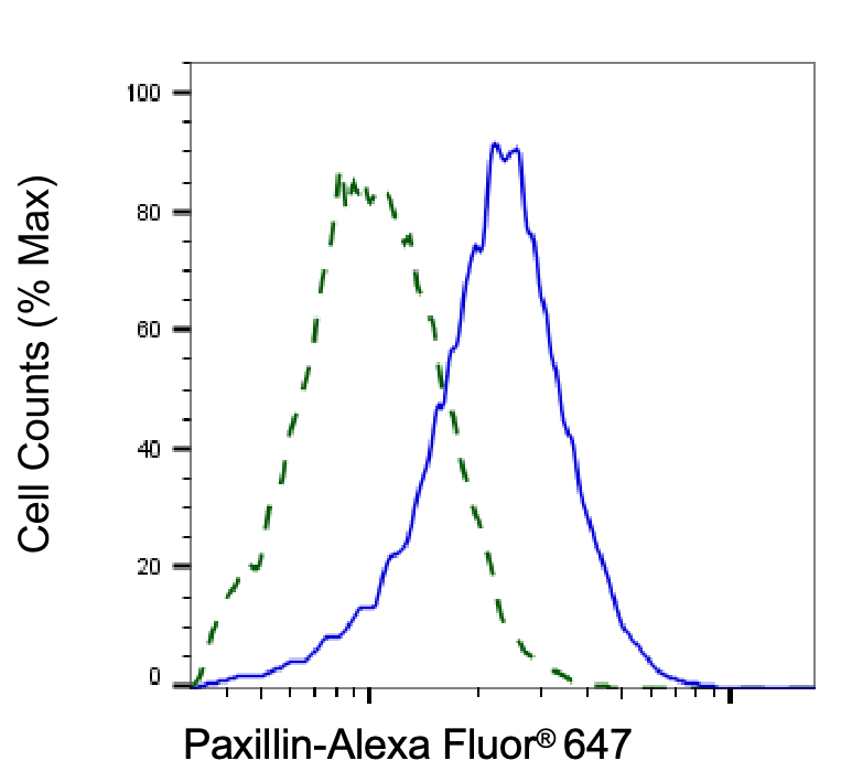 [KD Validated] Anti-PXN Rabbit mAb [89F34C75]