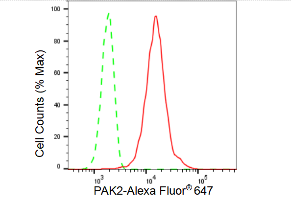 [KD Validated] Anti-PAK2 Rabbit mAb [17H62C32]