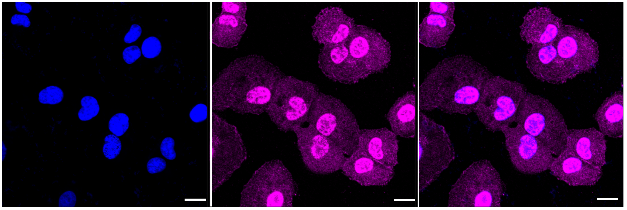 [KD Validated] Anti-PAK2 Rabbit mAb [17H62C32]
