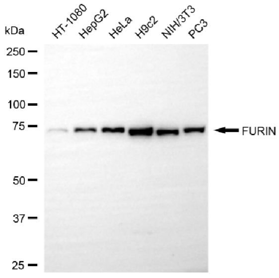 [KD Validated] Anti-FURIN Rabbit mAb [51C11B65]