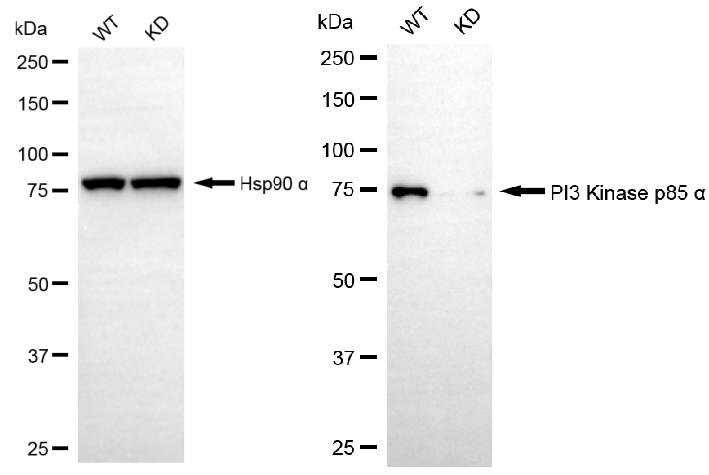 [KD Validated] Anti-PIK3R1 Rabbit mAb [79G03D56]