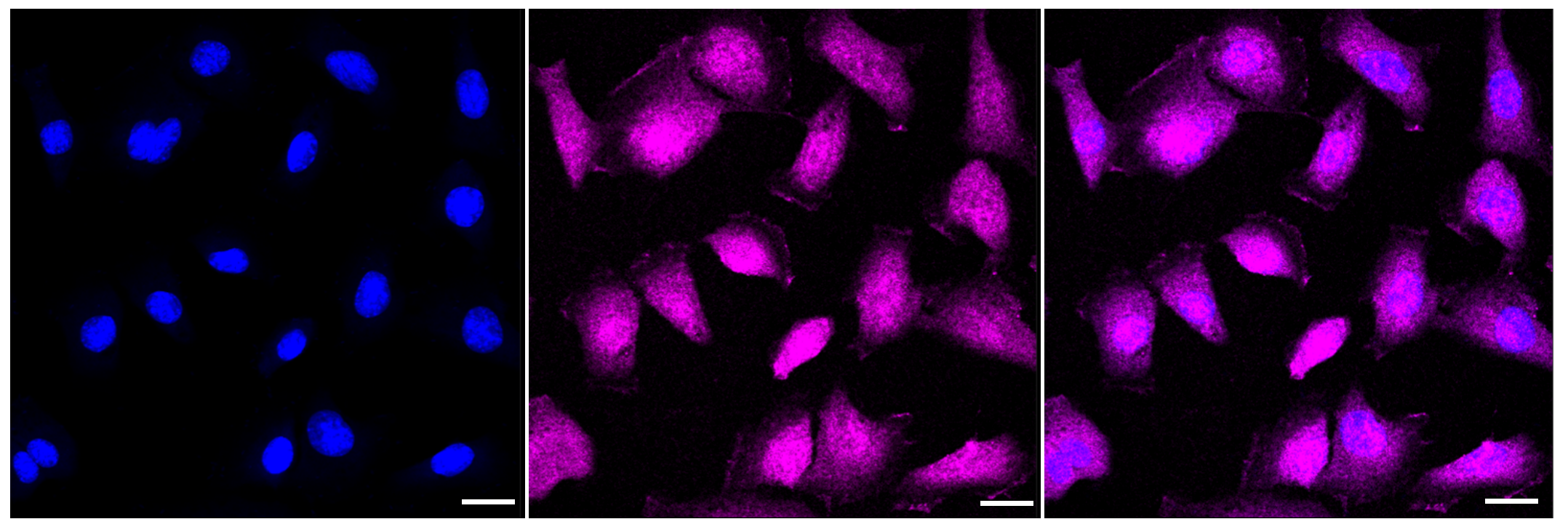 [KD Validated] Anti-MAP2K3 Rabbit mAb [95B96E02]